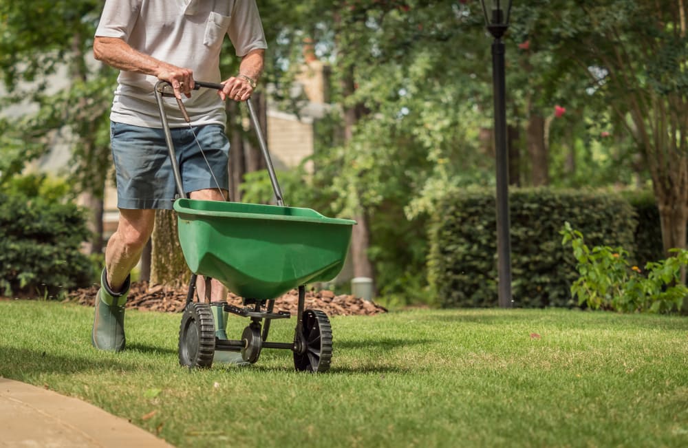 Pushing a fertilizer spreader on a lawn.