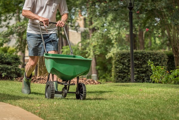 Pushing a fertilizer spreader on a lawn.