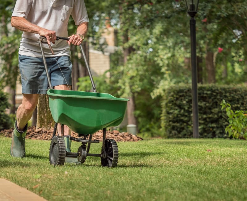Pushing a fertilizer spreader on a lawn.