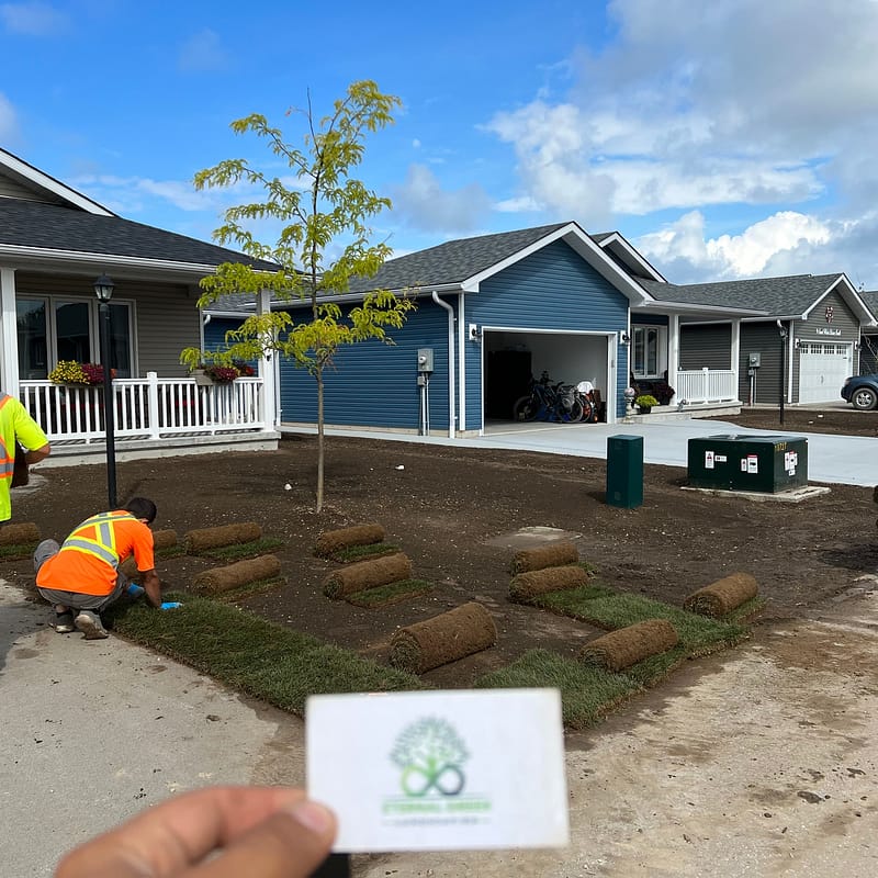 Workers installing sod in the front yard of a new home